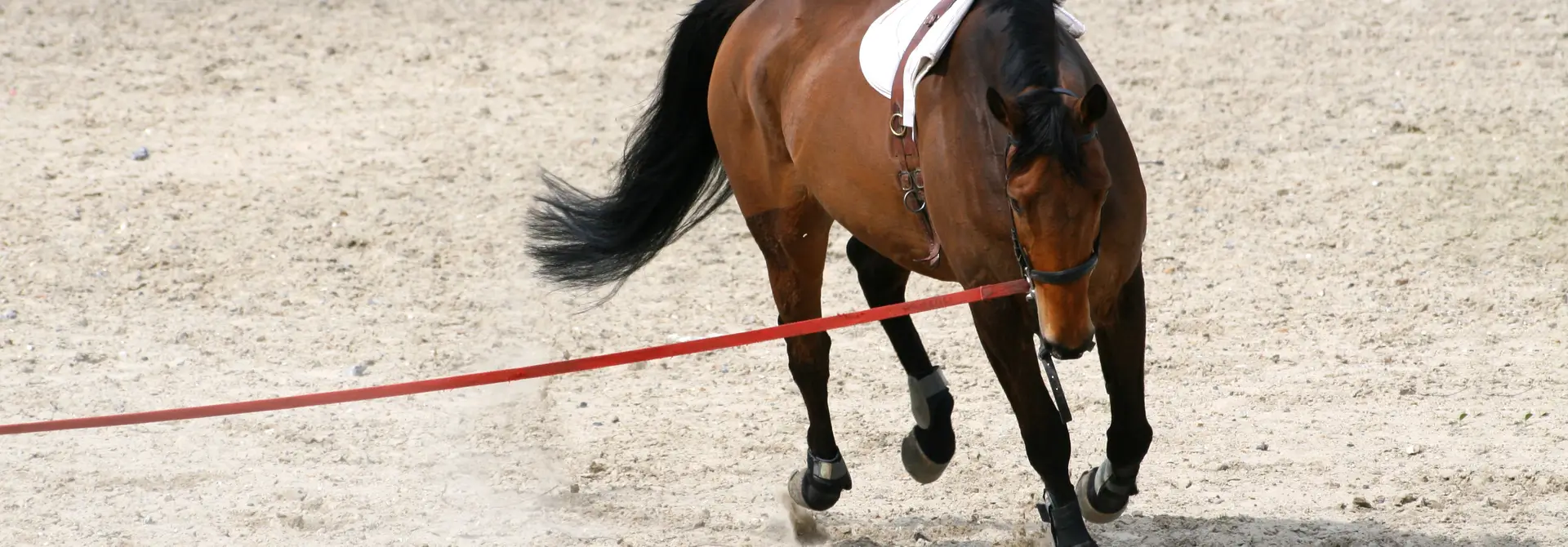 Equine Trainingssysteme für freies Training