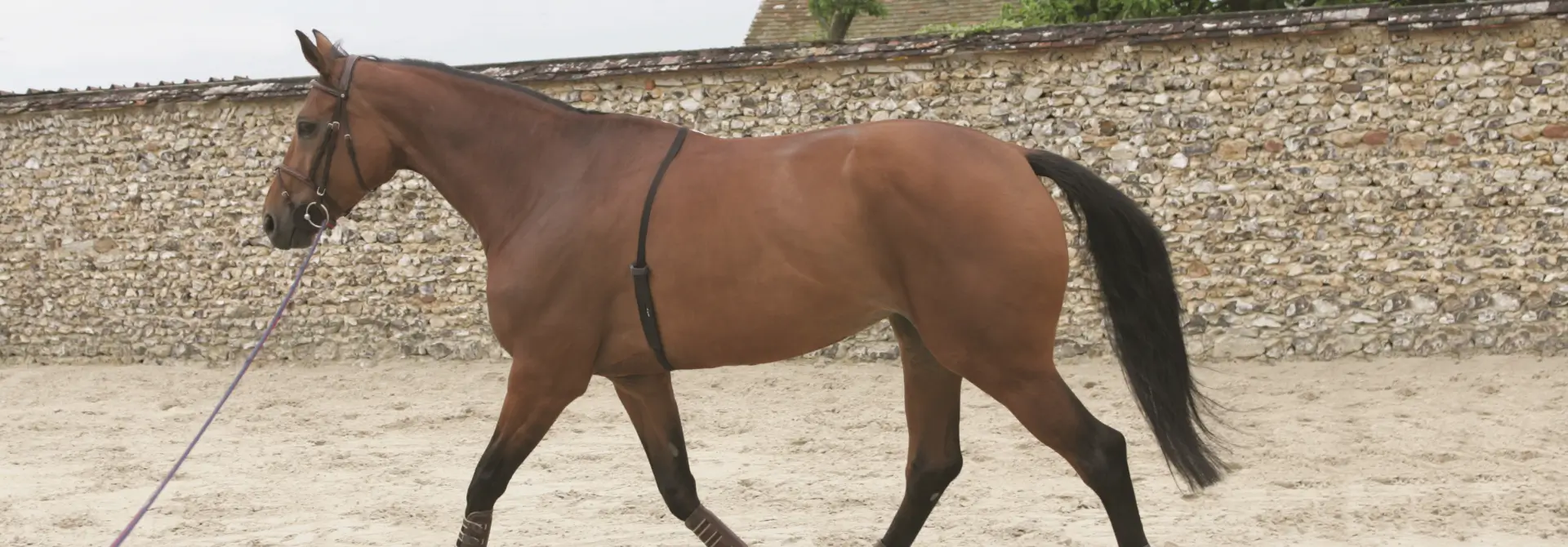 Komfortable Equine Sender 